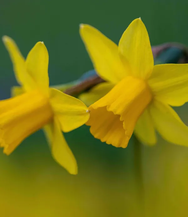 consultes duurzaamheidsscore